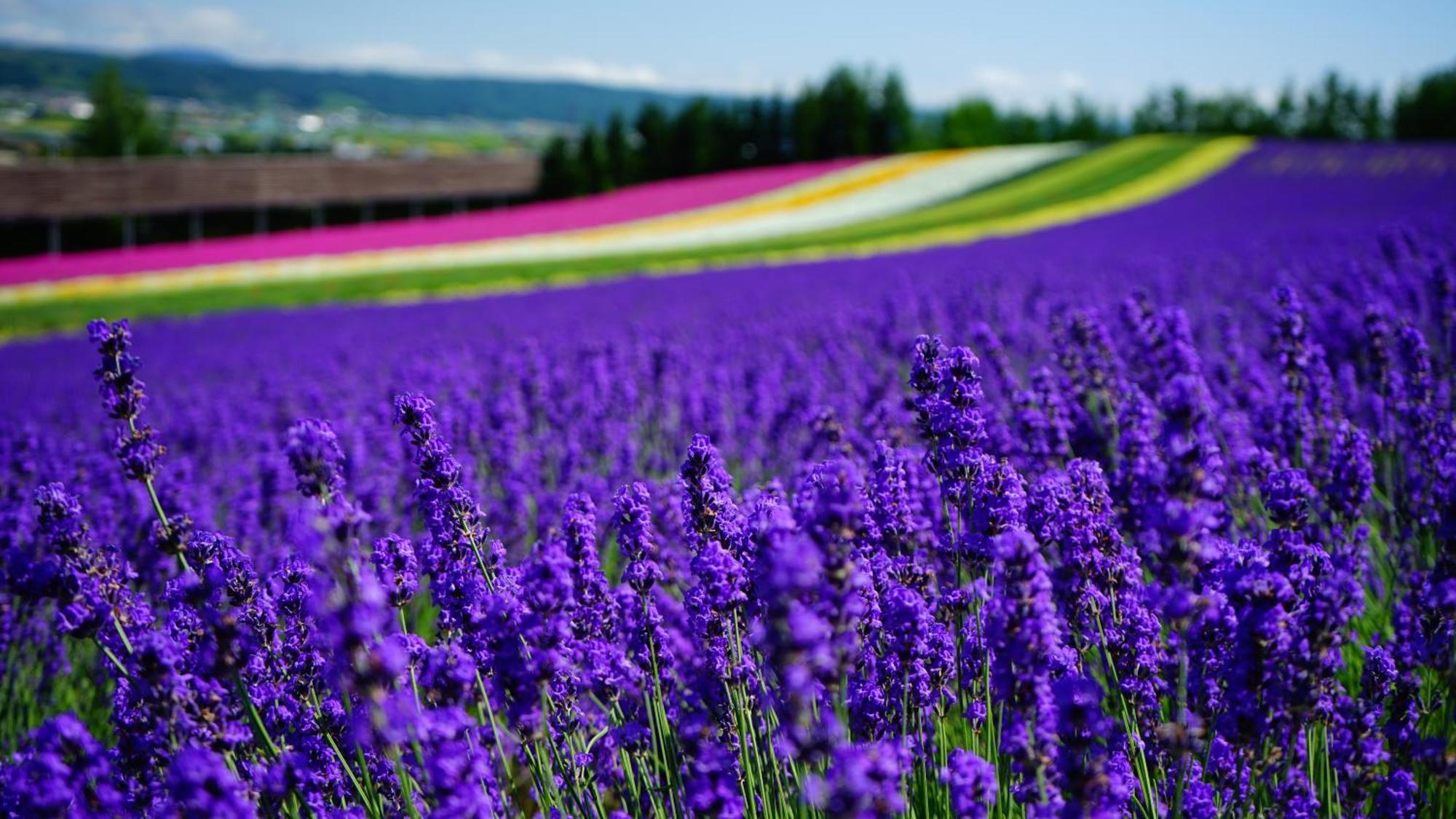 Furano Natulux Hotel Eksteriør bilde